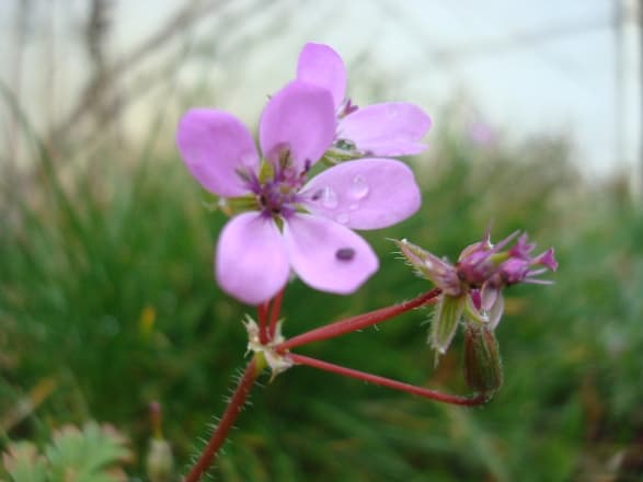 Petite fleur